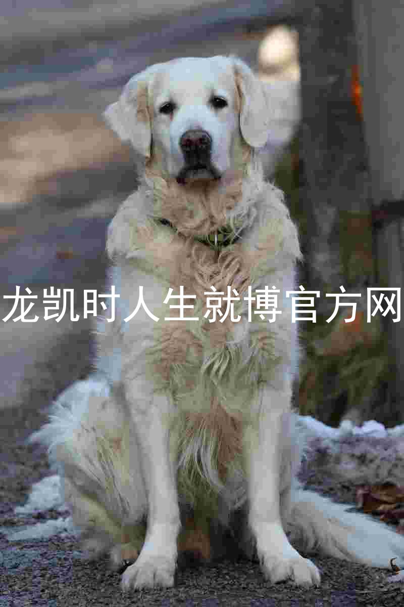 尊龙凯时人生就博官方网站